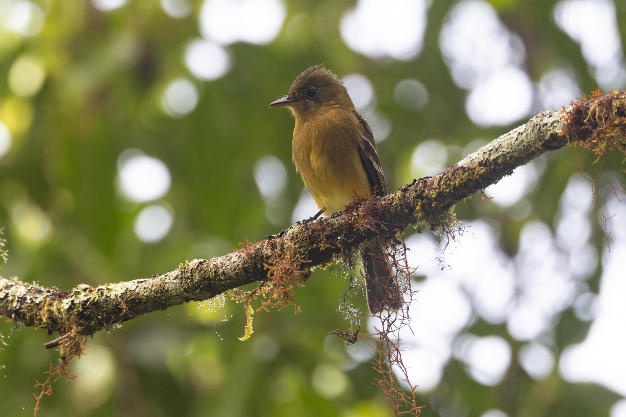 Ochraceous Pewee (Contopus ochraceus), photo 8