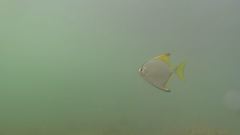 Monodactylus argenteus