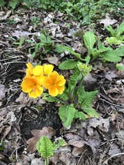 Primula × polyantha