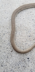 Sonora taylori