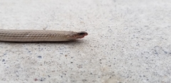 Sonora taylori