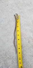 Sonora taylori