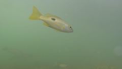 Lutjanus ehrenbergii