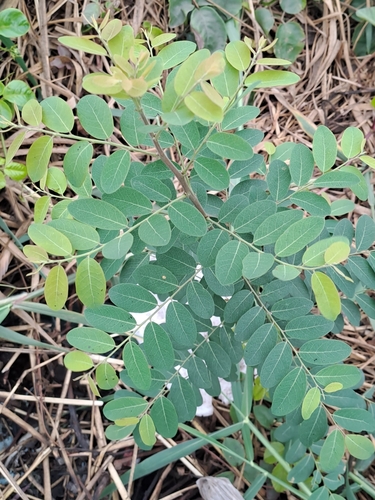 Phyllanthus reticulatus iNat (3)