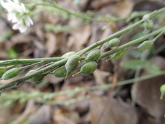 Berteroa incana