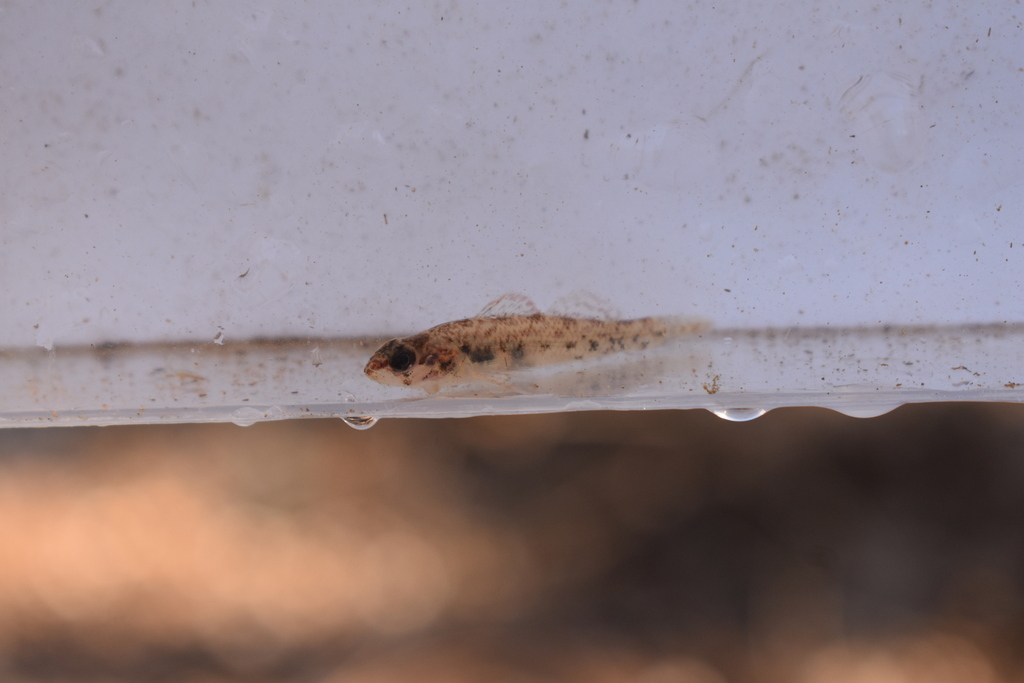 Striated darter (Etheostoma striatulum) — Percidae