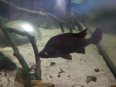 Macquarie Perch photo 5