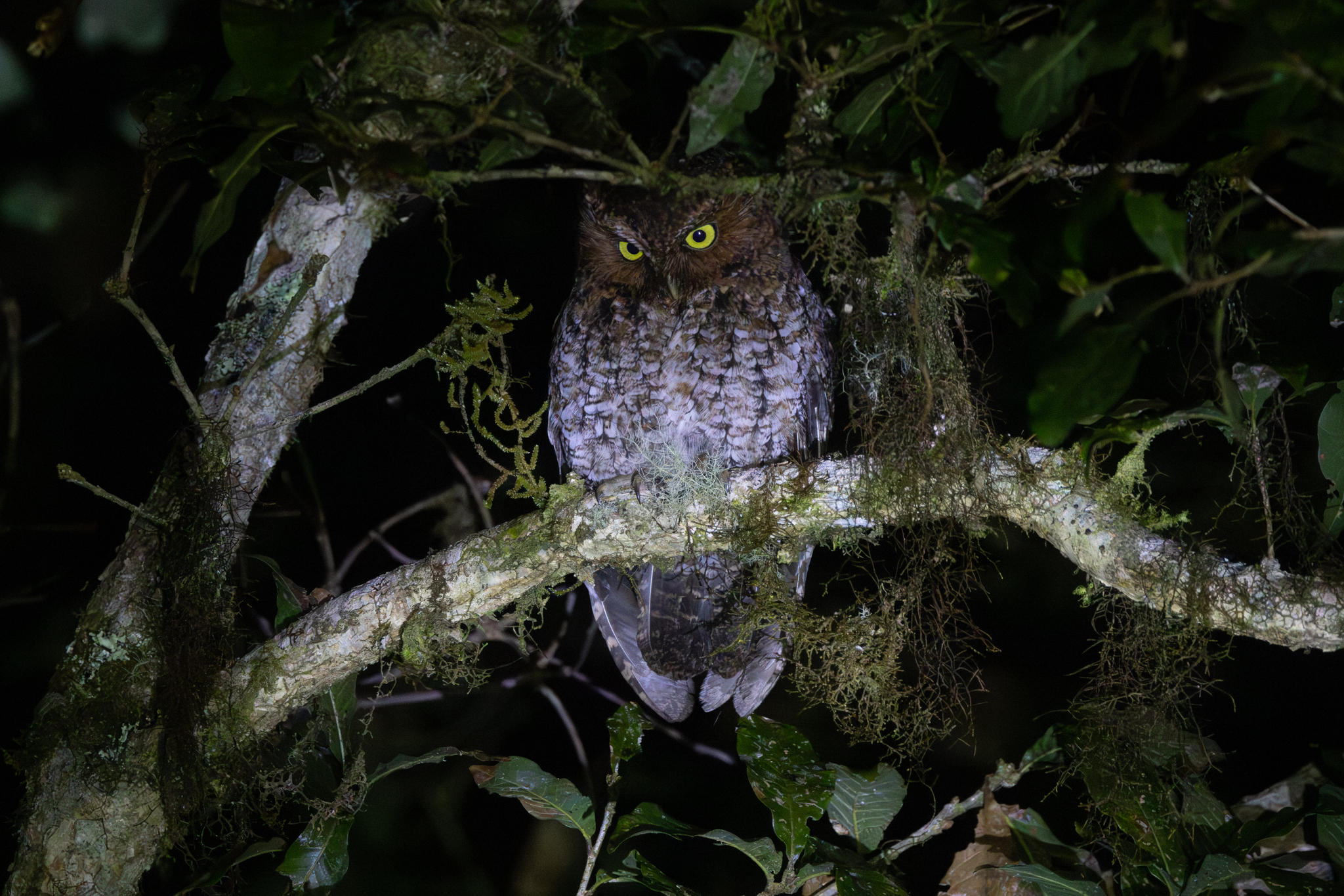 Bare-shanked Screech Owl (Megascops clarkii), photo 5