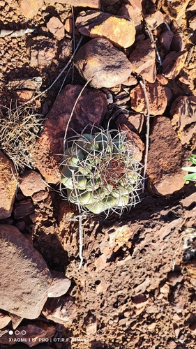 Discocactus ferricola