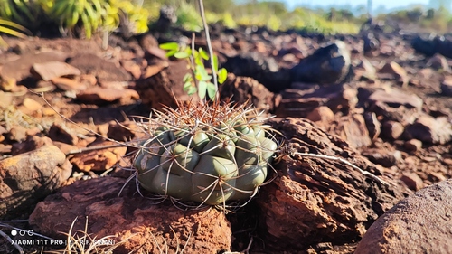 Discocactus ferricola