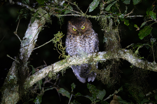 Bare-shanked Screech Owl (Megascops clarkii), photo 6
