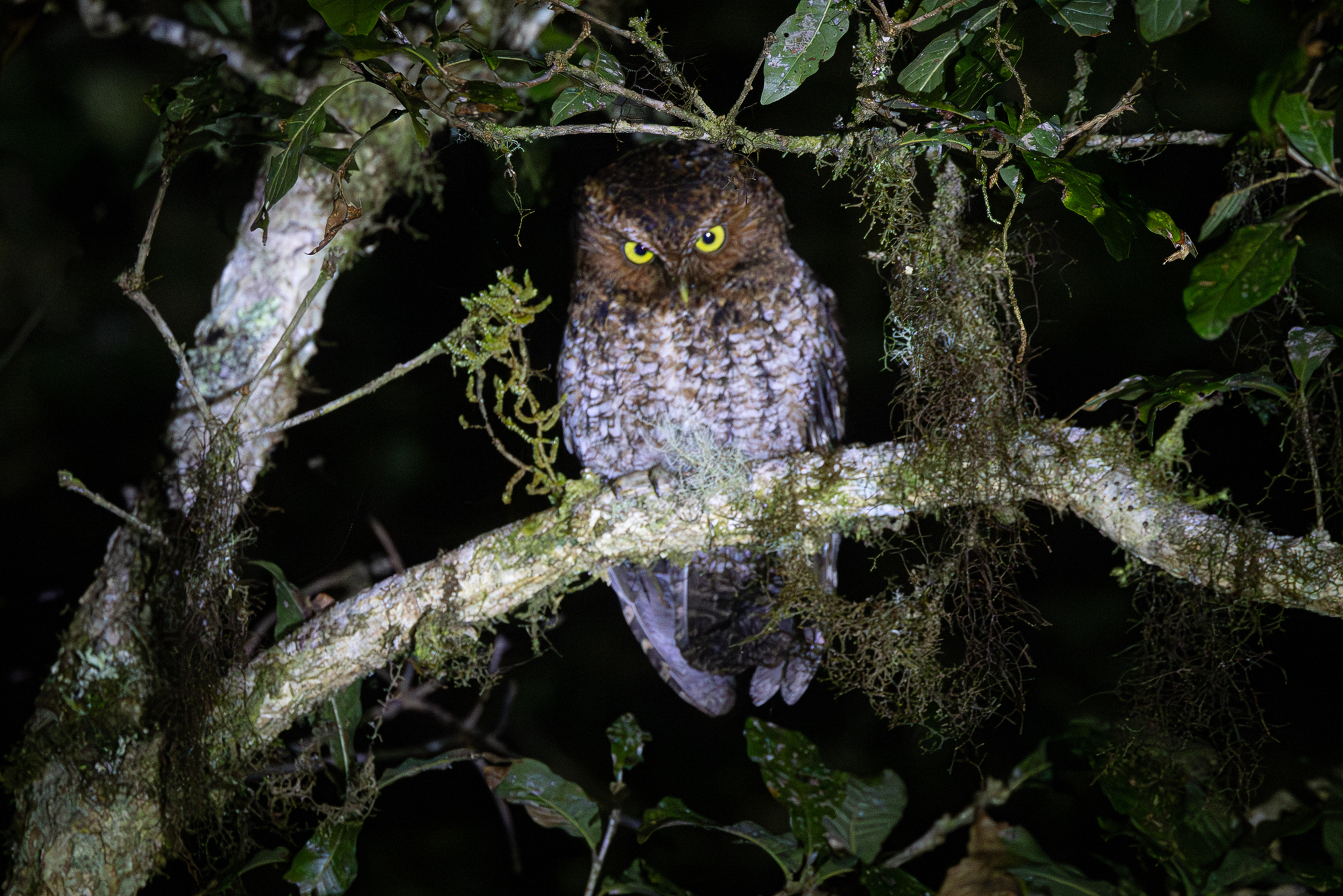 Bare-shanked Screech Owl (Megascops clarkii), photo 6