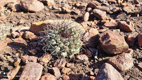 Discocactus ferricola