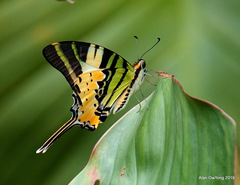 Graphium antiphates itamputi