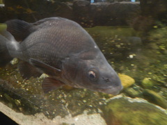 Macquarie Perch photo 4