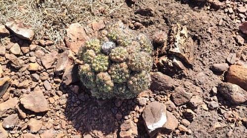 Discocactus ferricola