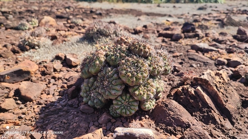 Discocactus ferricola