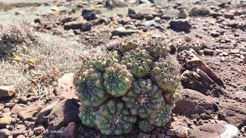 Discocactus ferricola
