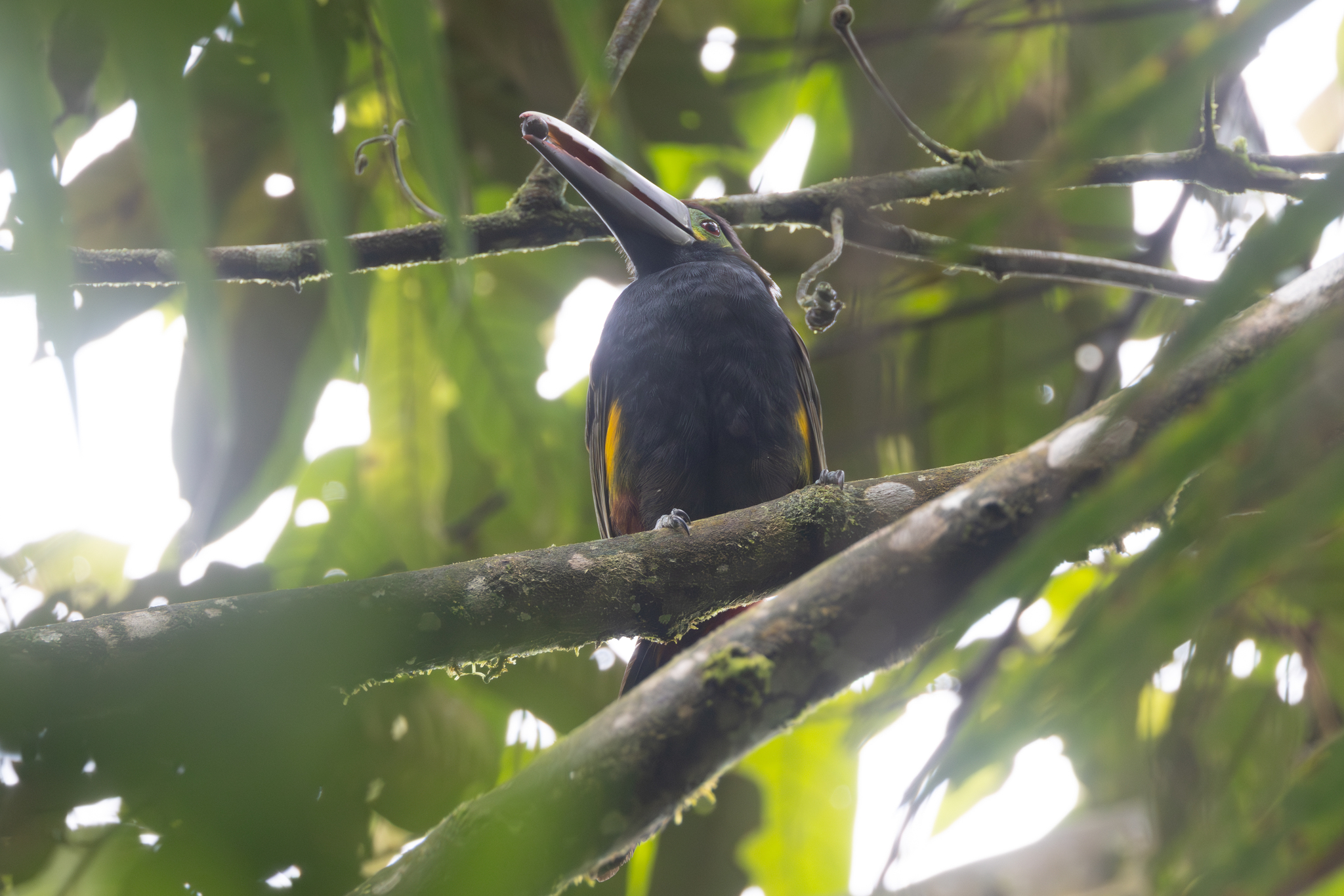 Yellow-eared Toucanet (Selenidera spectabilis), photo 8