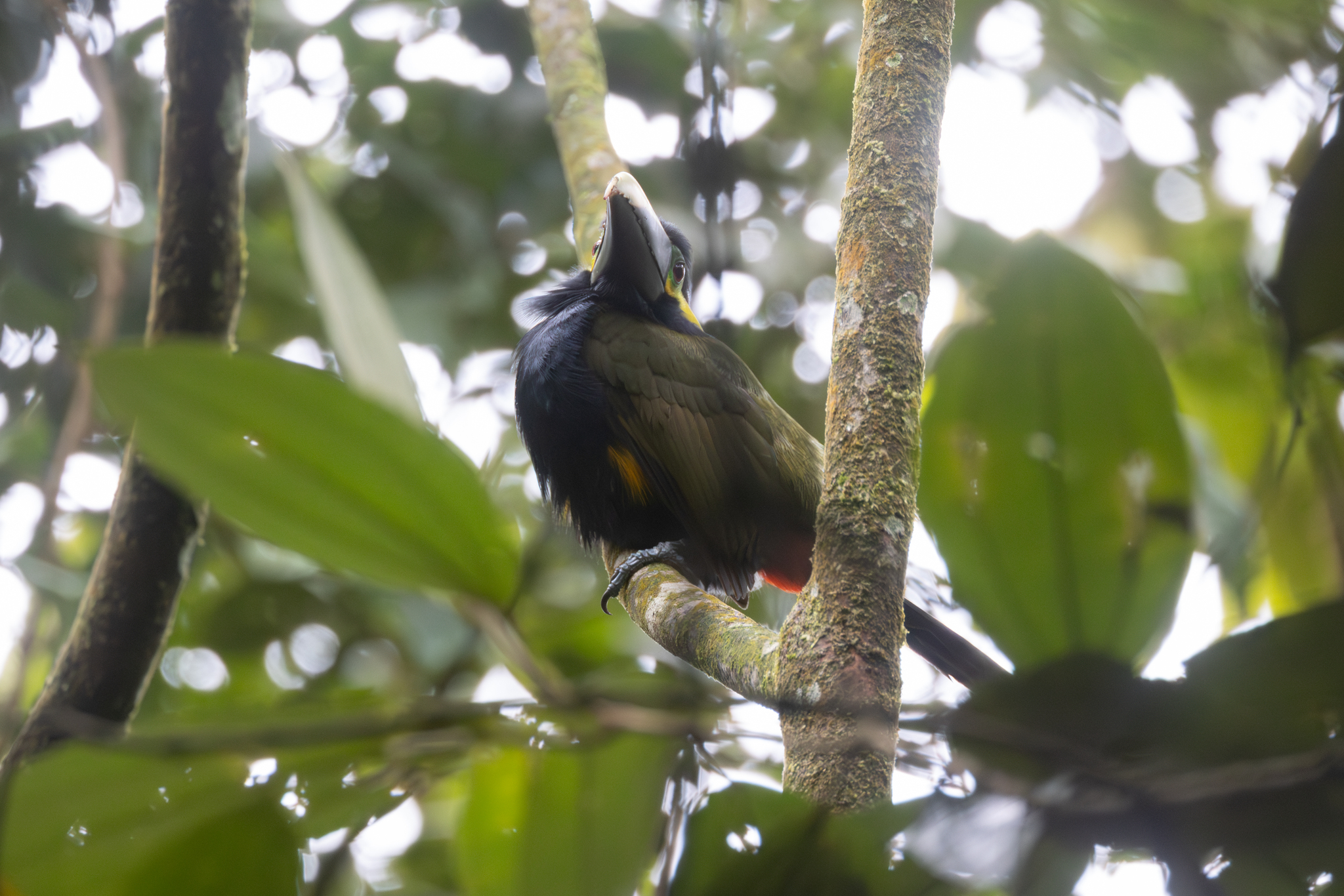 Yellow-eared Toucanet (Selenidera spectabilis), photo 10
