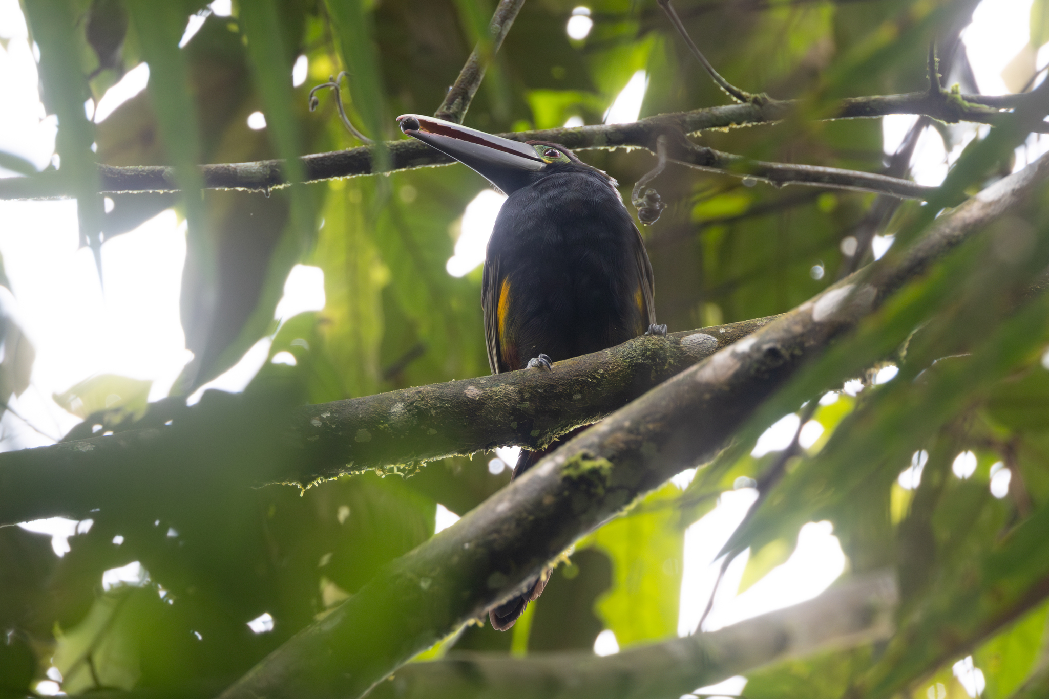 Yellow-eared Toucanet (Selenidera spectabilis), photo 9