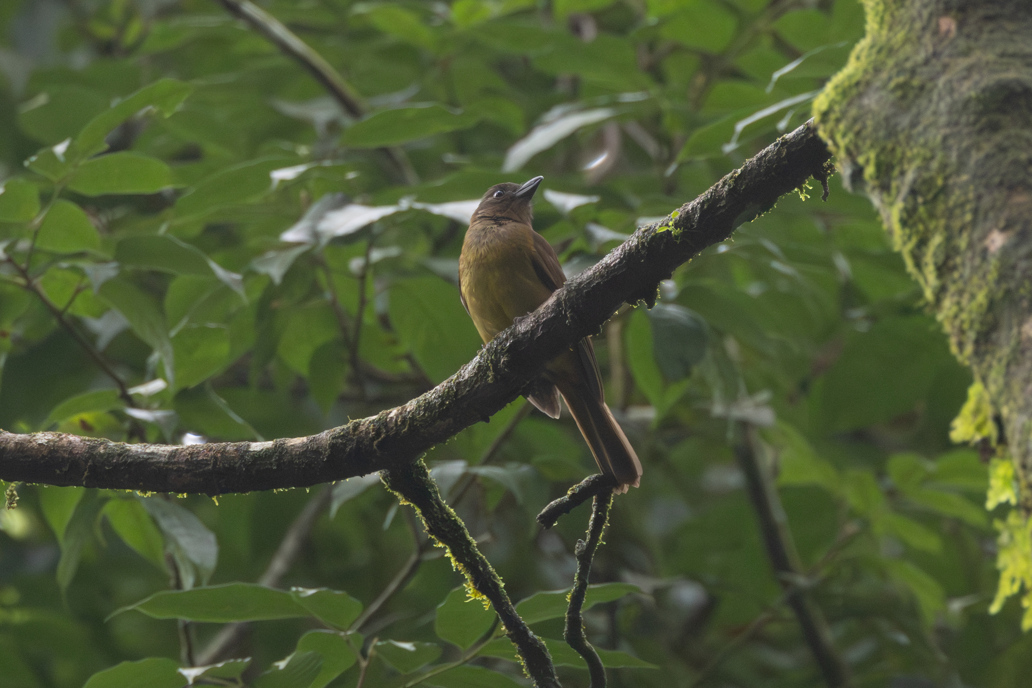 White-throated Shrike-Tanager illustration