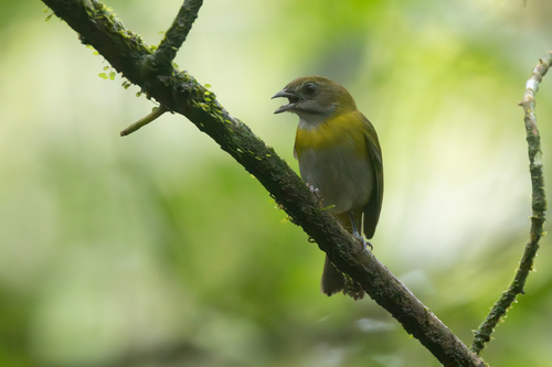Ashy-throated Chlorospingus (Chlorospingus canigularis), photo 7