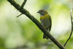 Ashy-Throated Bush-Tanager photo 2