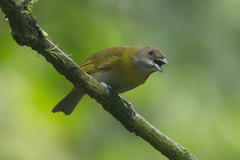 Ashy-Throated Bush-Tanager photo 4