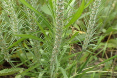 Plantago aristata