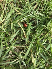 Coccinella septempunctata