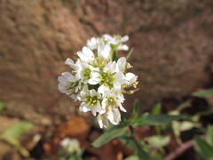 Berteroa incana