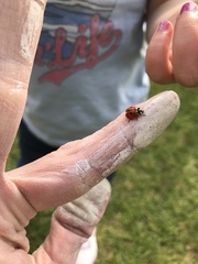 Coccinella septempunctata