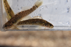 Blackfin Darter photo 5
