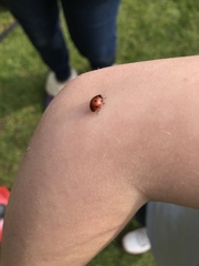 Coccinella septempunctata