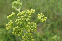 Polytaenia