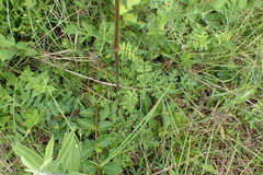 Polytaenia