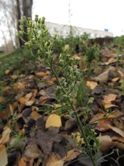 Erigeron canadensis