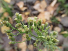 Erigeron canadensis