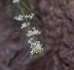 Lepidium fremontii
