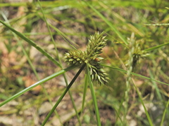 Clustered Flatsedge (Cyperus aggregatus)
