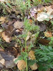 Erodium cicutarium