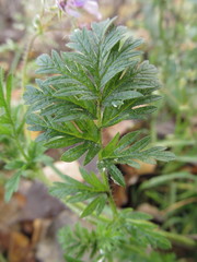 Erodium cicutarium