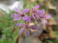 Erodium cicutarium
