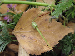 Erodium cicutarium