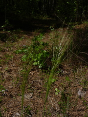 Piptochaetium avenaceum