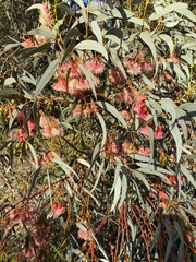 Eucalyptus torquata