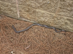 Farancia erytrogramma