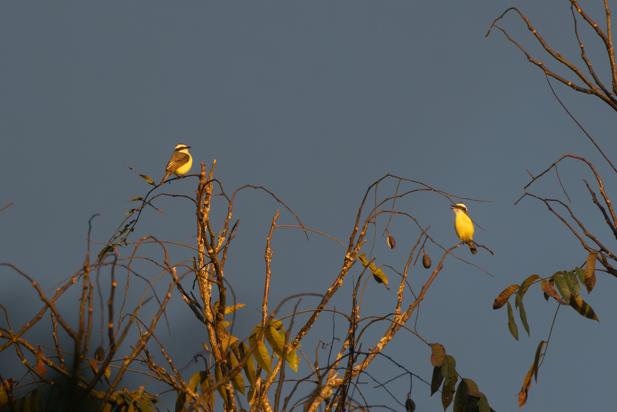 White-ringed Flycatcher (Conopias albovittatus), photo 10
