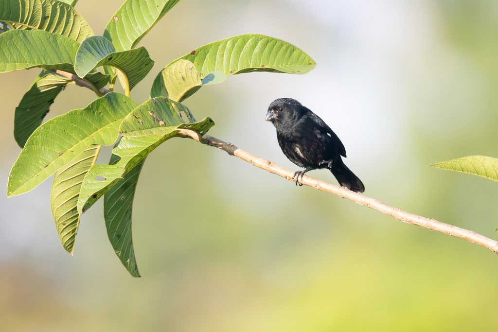 Variable Seedeater (Black)